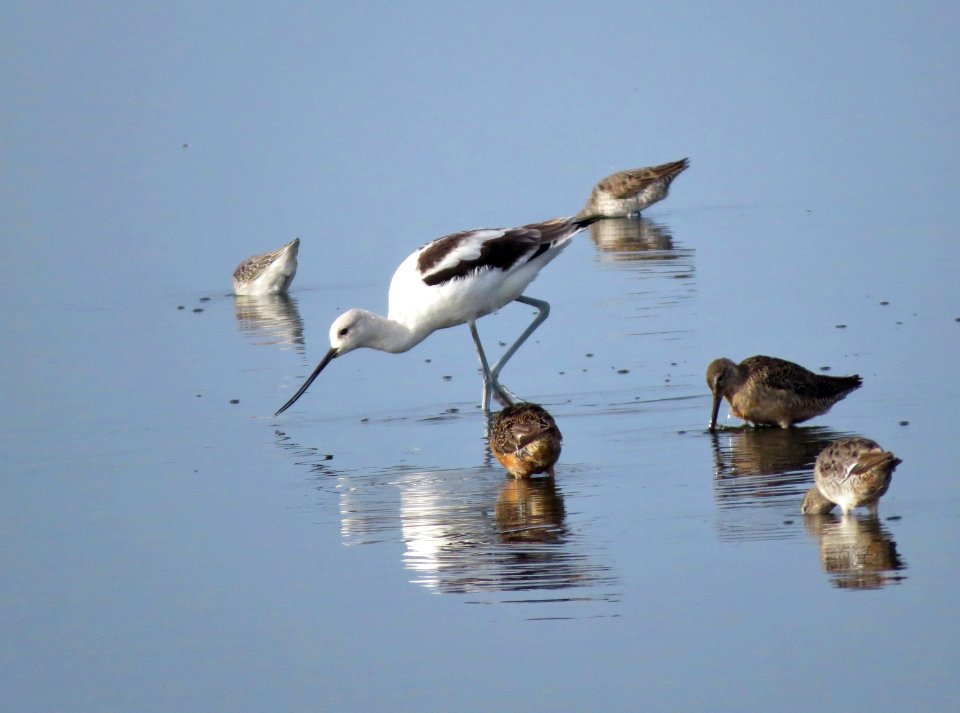 Avocet and friends photo