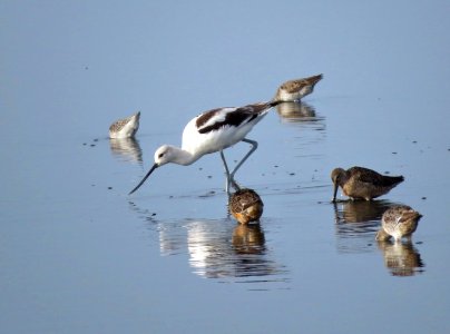 Avocet and friends