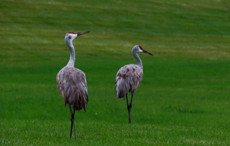 Sandhill Cranes