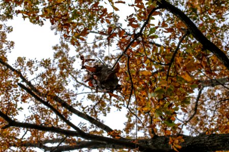 Kennesaw Mountain - October 31st, 2013 photo