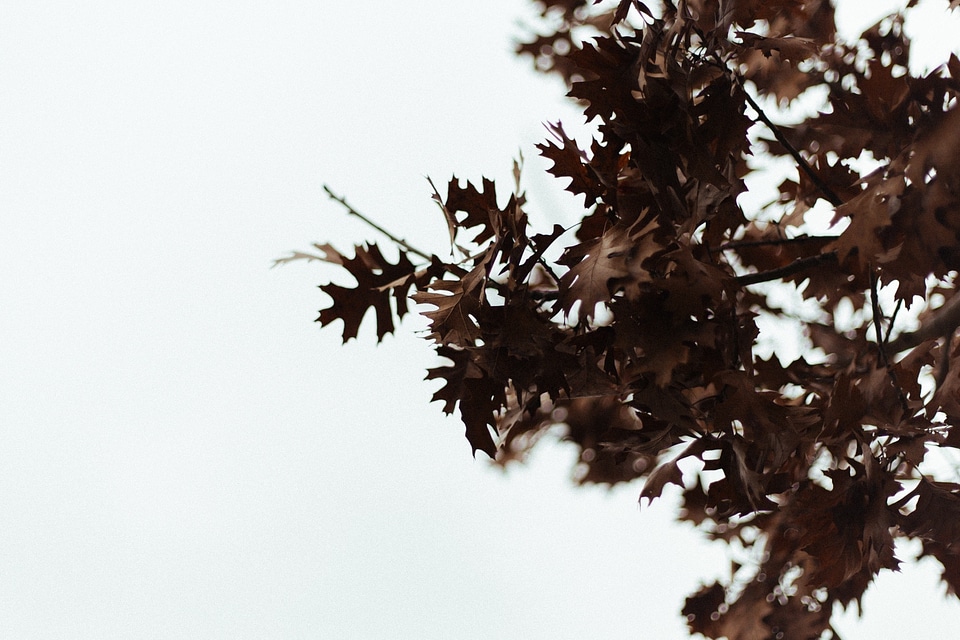 Autumn season nature