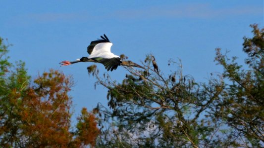 Wood Stork