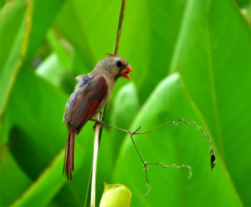 Female Northern Cardinal photo