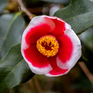 Day 18 - Red and White Camellia photo