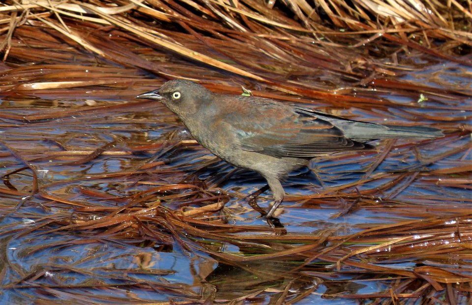 Rusty Blackbird