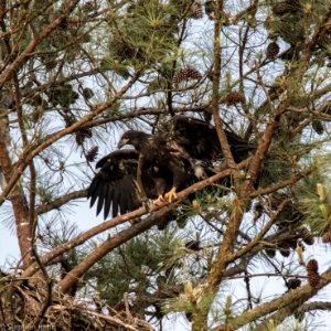 Berry College Eagles 2015 photo