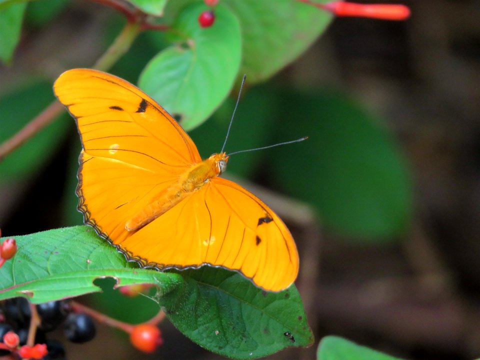 Julia Butterfly