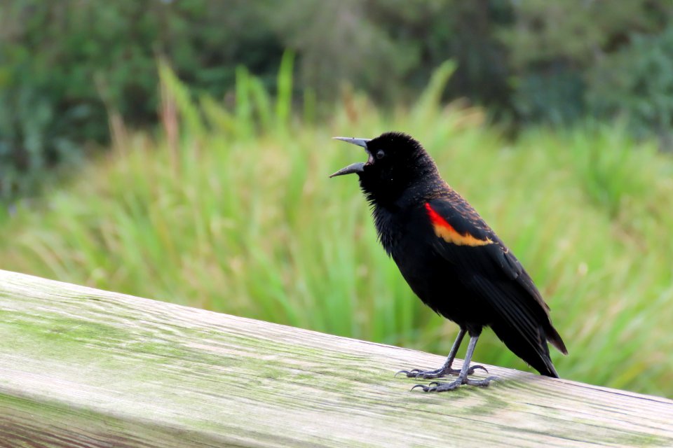 Red-winged Blackbird