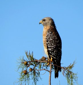 Red-shouldered Hawk