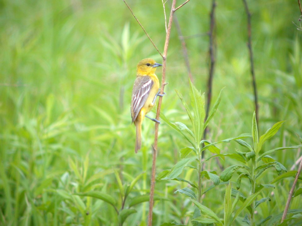 DSCN1092 OrcOri Perry Farm Bourbonnais IL 5-19-08