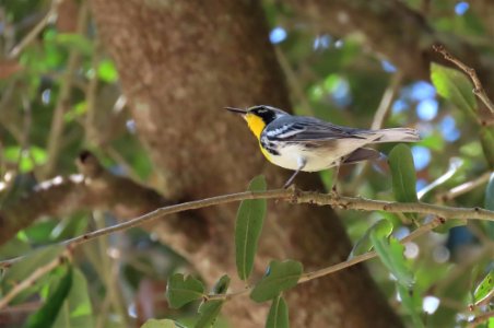 Yellow-throated Warbler