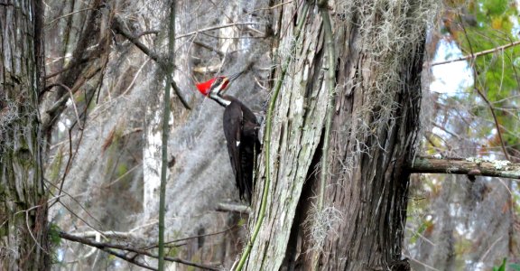 Pileated Woodpecker