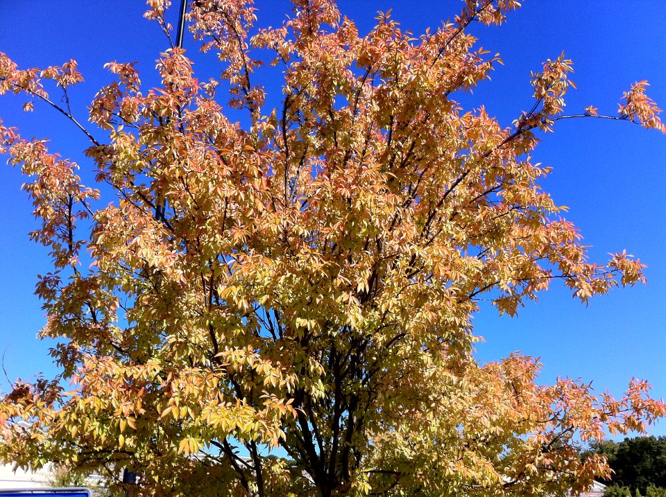 Day 288 - Another sign of fall