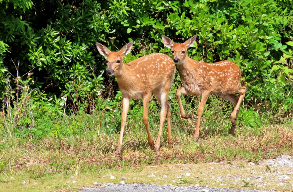 White-tailed Deer fawns