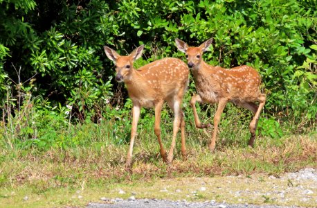 White-tailed Deer fawns photo