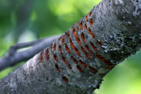 Redbreasted sapsucker-3909