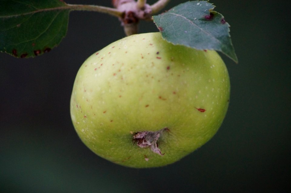Day 139 - A Real Plum