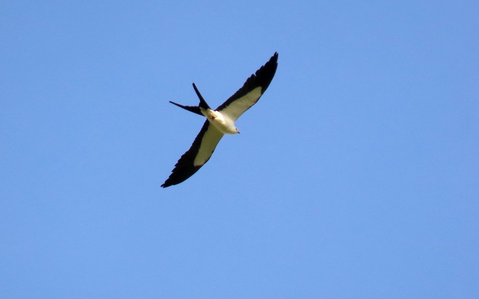Swallow-tailed Kite
