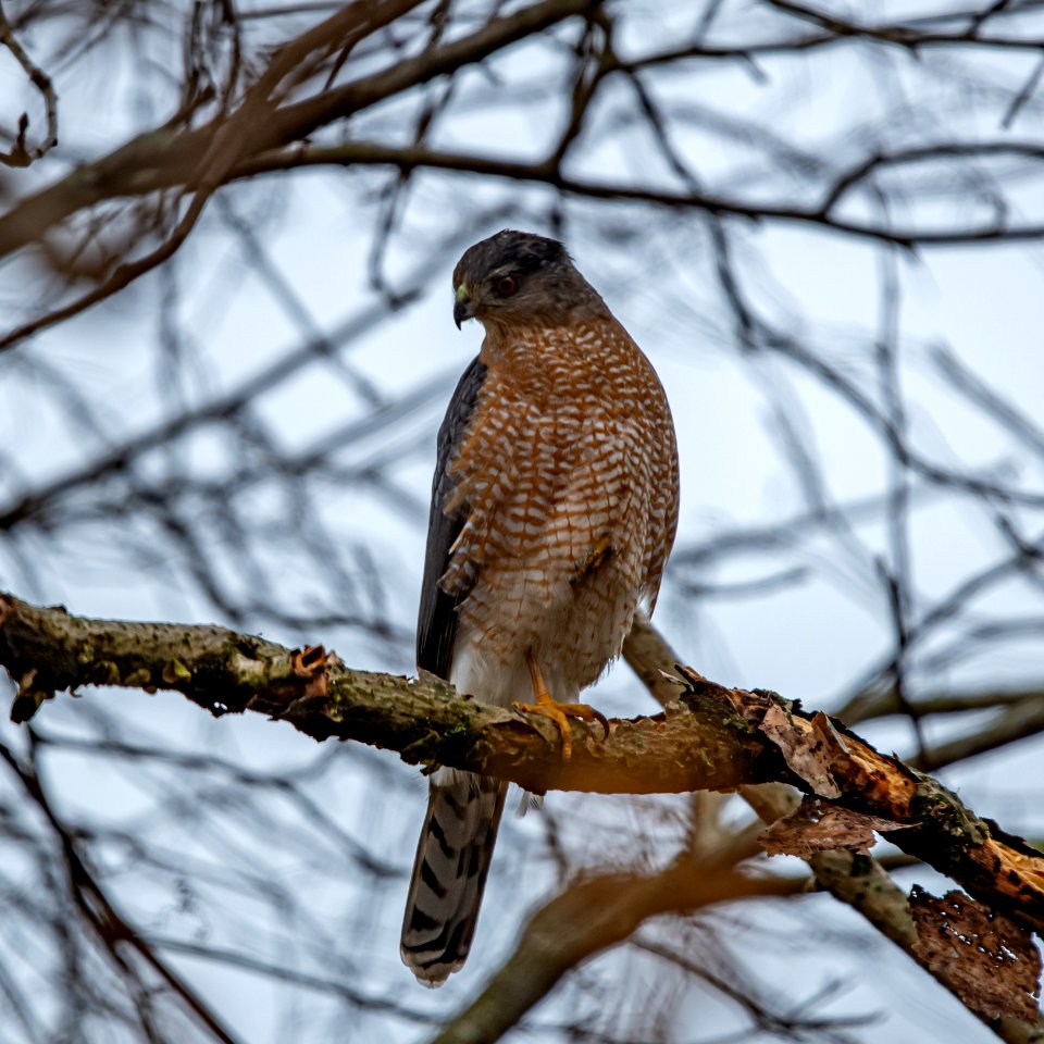 Day 45 - Cooper's Hawk