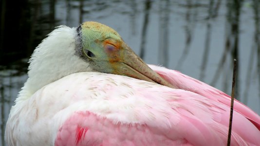 Roseate Spoonbill photo