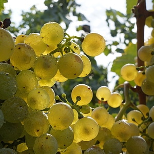 White grapes fruit sweet