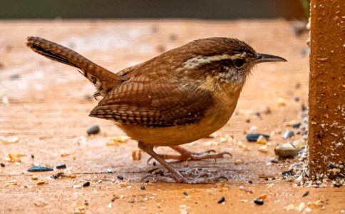 Day 32 - Carolina Wren