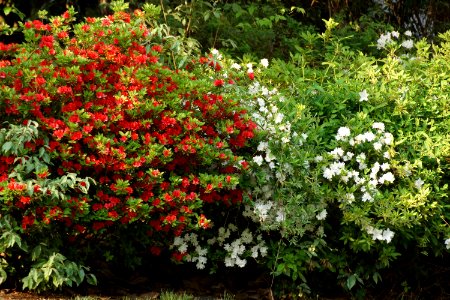 Day 90 - Red and White Azaleas