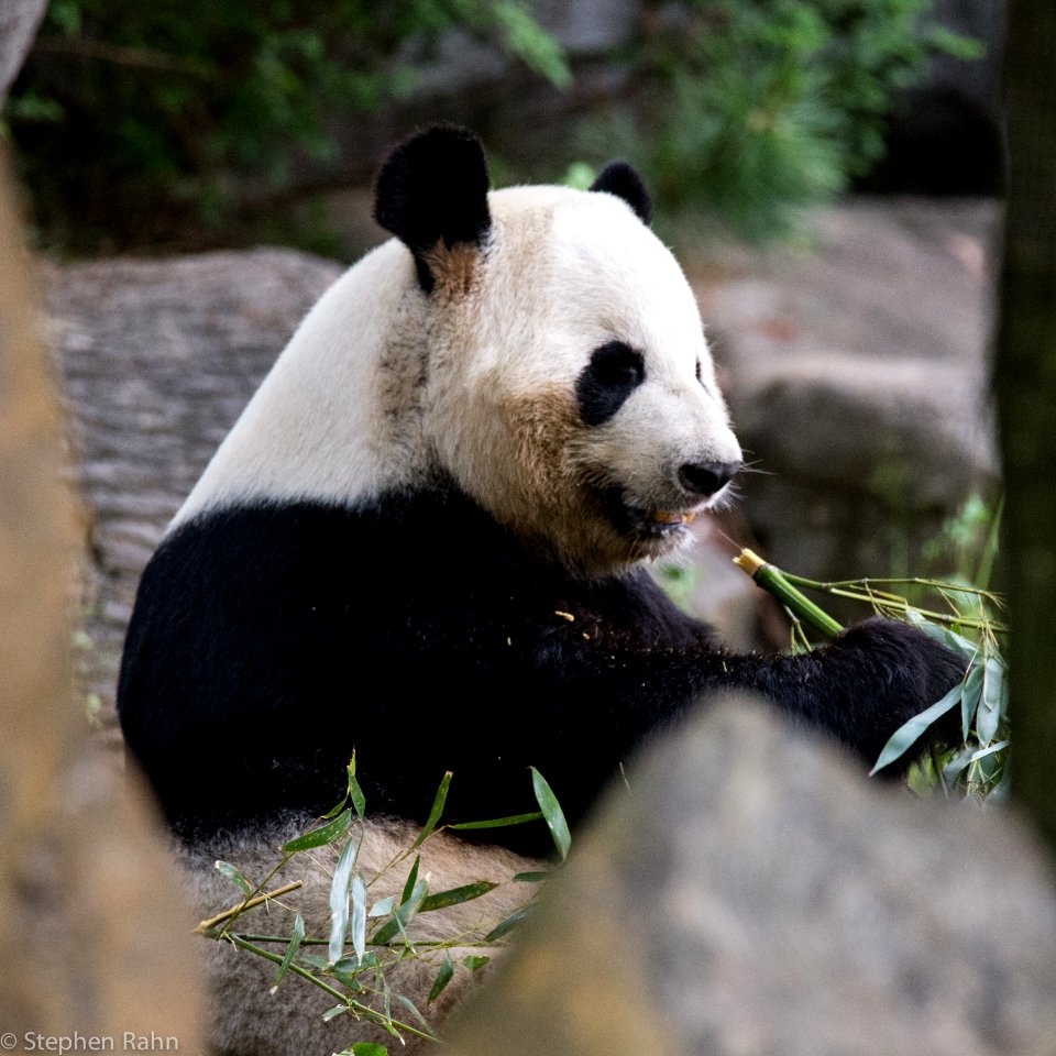 Zoo Atlanta Panda photo