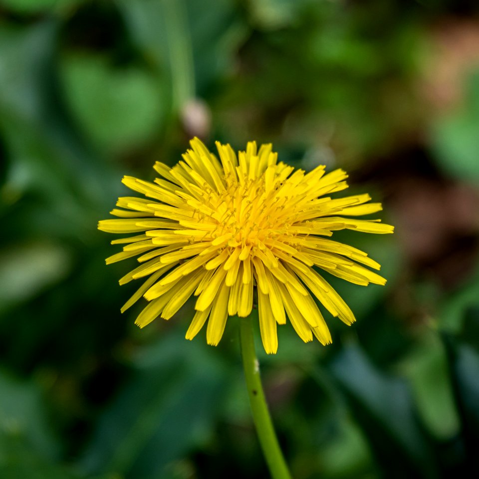 Day 93 - Just Dandy