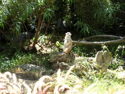 IMG 0418