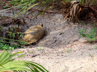 Gopher Tortoise