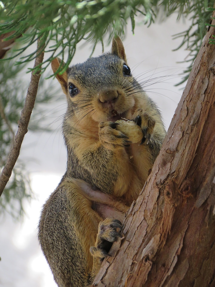 Mammal rodent wildlife