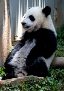 Zoo Atlanta Panda photo