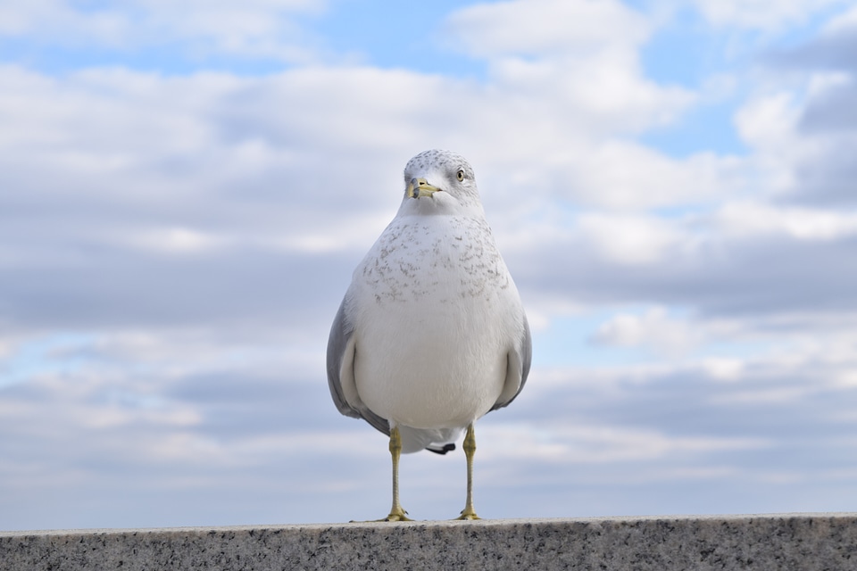 Wild wildlife natural