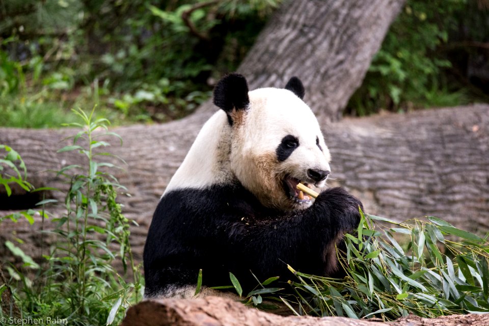 Zoo Atlanta Panda