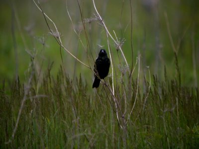DSCN1096 Bobolink Perry Farm Bourbonnais IL 5-19-08