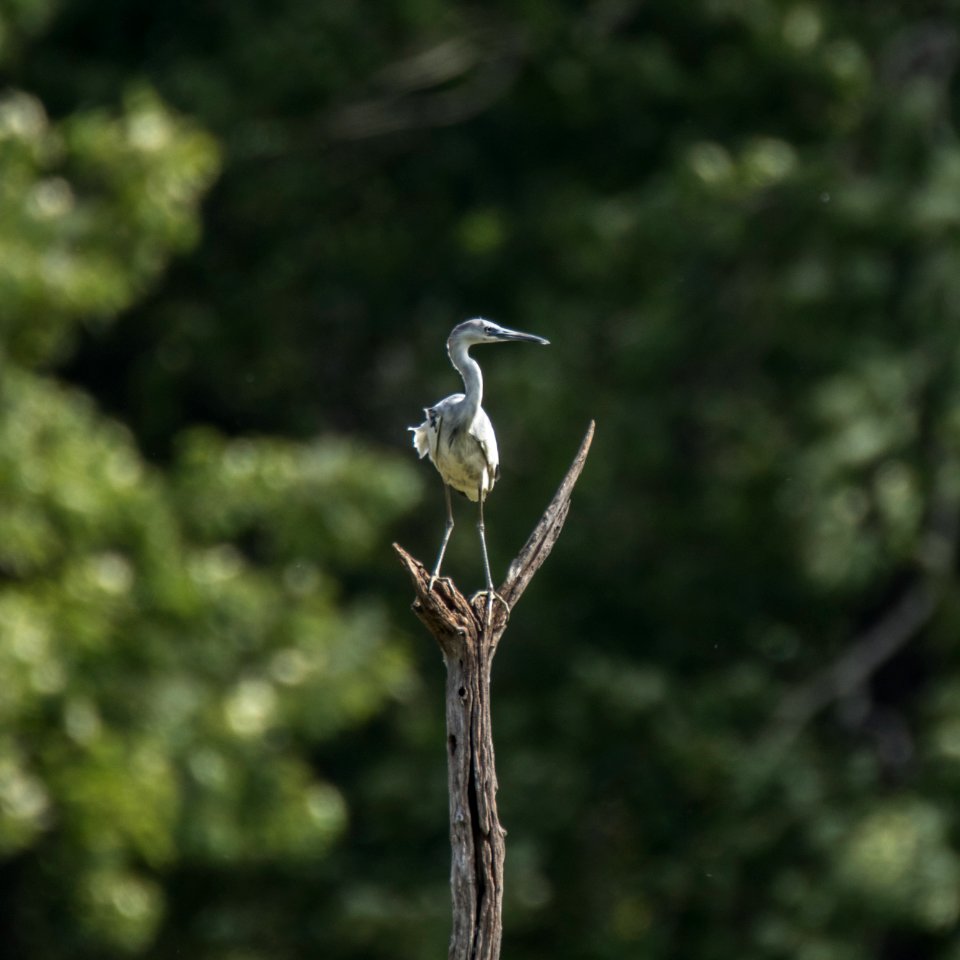 Juvenile Little Blue Heron