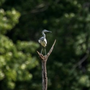 Juvenile Little Blue Heron photo
