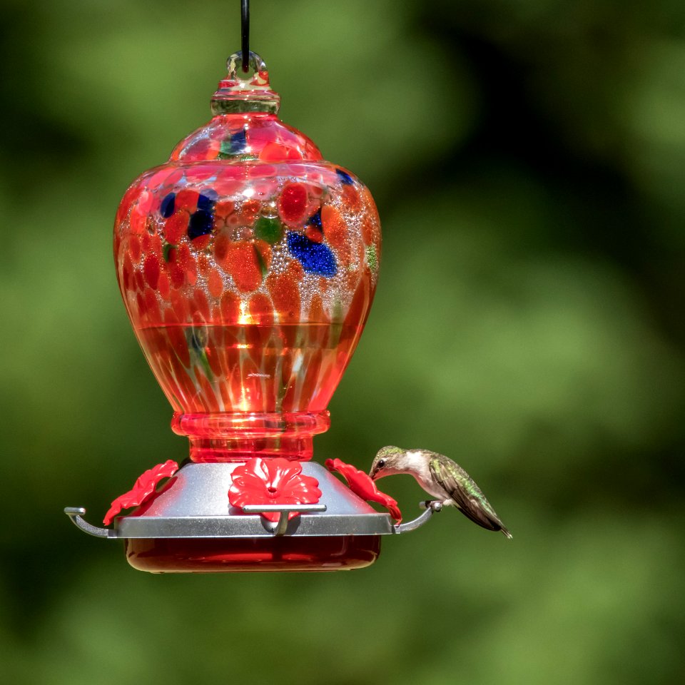 Hummingbird