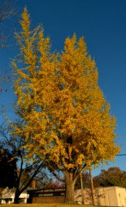 Fall Colors at Tattnall Square Park