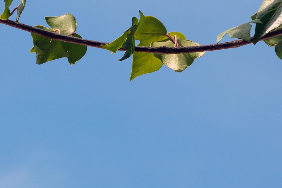 Blue sky brach tree photo