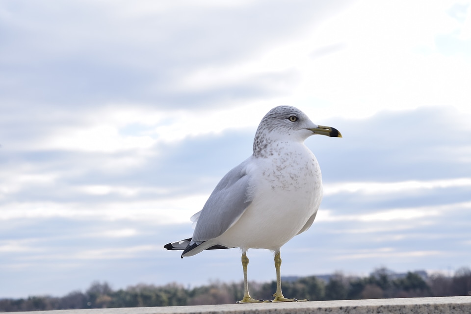 Wild wildlife natural