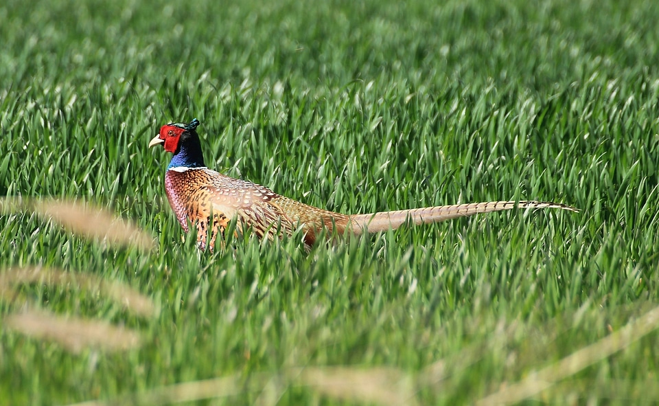 Galliformes bird animal photo