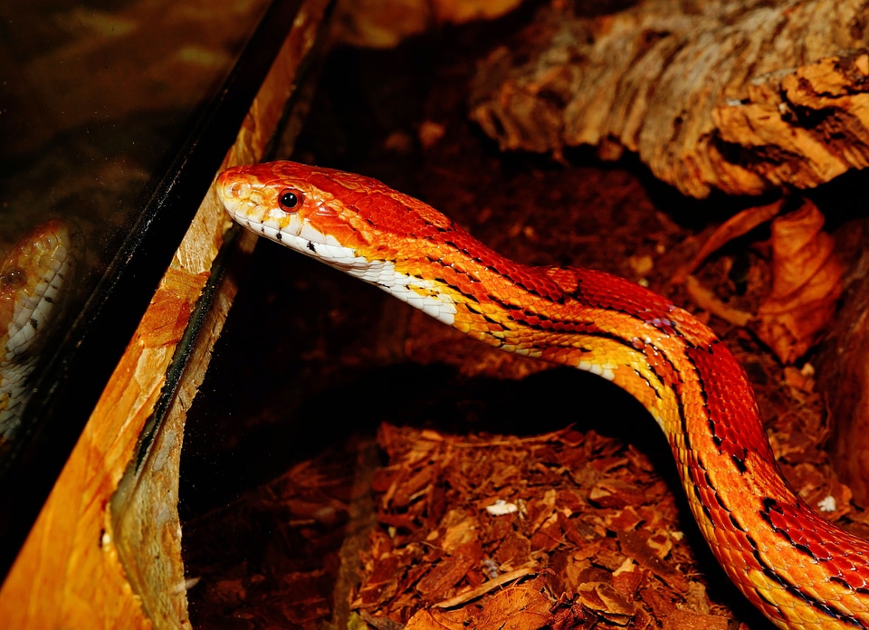 Reptile animal species