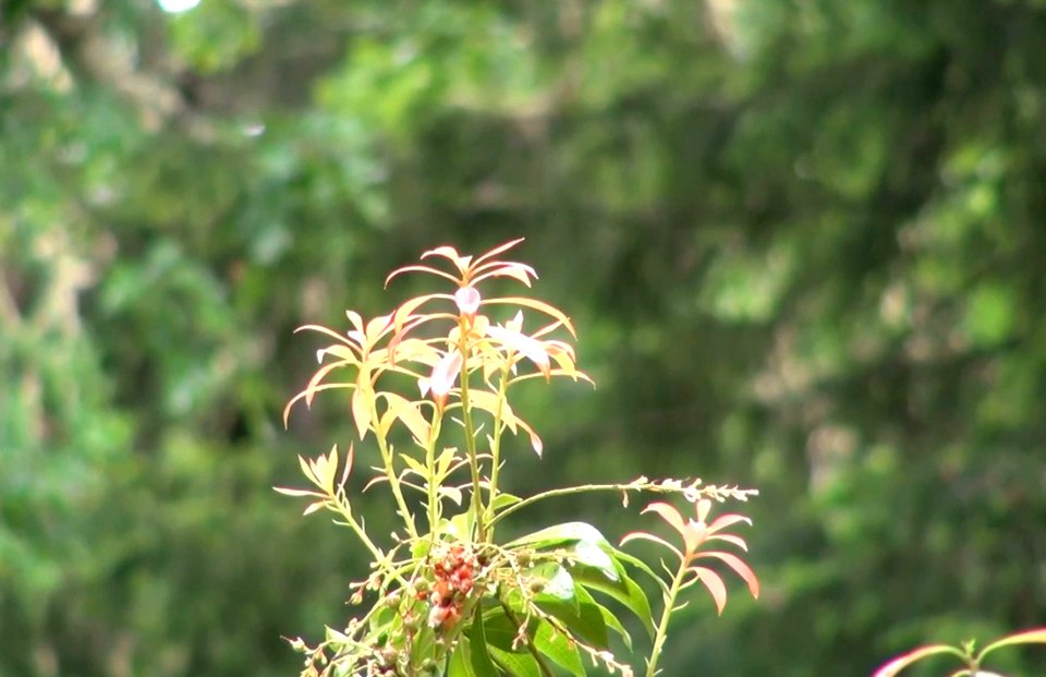 Sounds of Nature