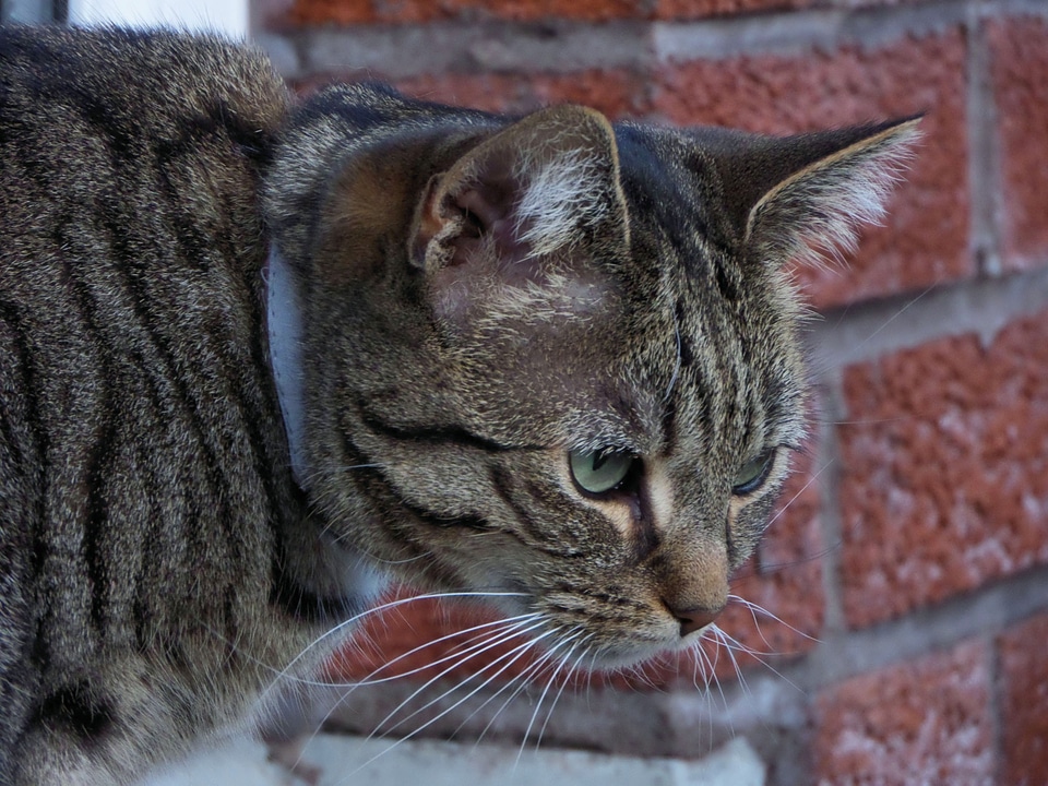 Hunting mustache cat's eyes photo