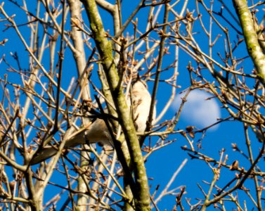 Mockingbird and Moon