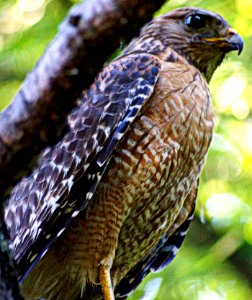 Day 155 - "The Hawk with Talent Hides its Talons." - Japanese Proverb photo
