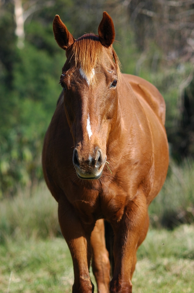 Livestock outdoors portrait