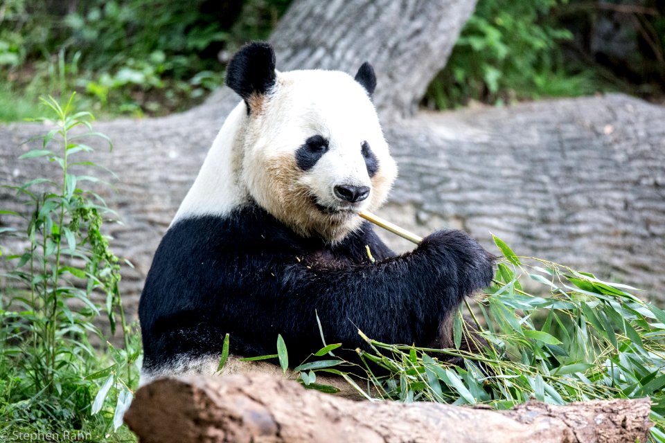 Zoo Atlanta Panda